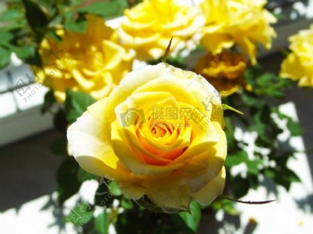 黄颜色的玫瑰花