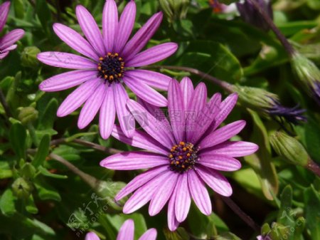 盛开的紫色花朵