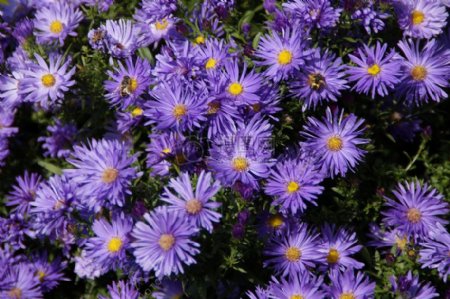 花丛中的紫色花朵