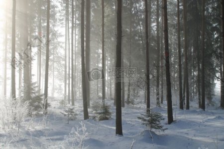 树林里的冬天