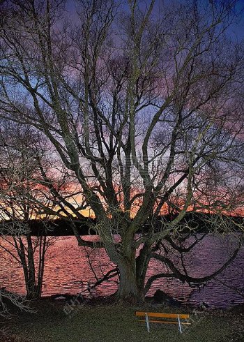 夕阳下海边的枯树
