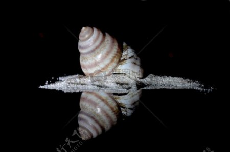 夜幕下孤单的海螺