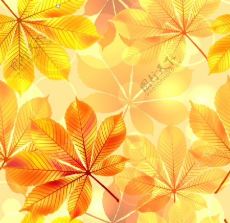 金色树叶背景