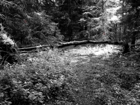黑白色的森林照片