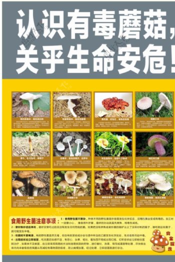 毒蘑菇宣传海报