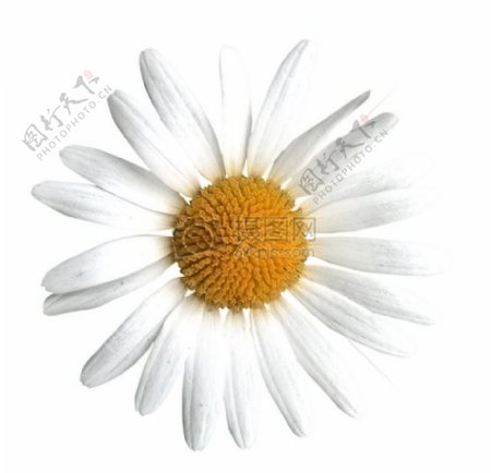 白色背景下的白色雏菊