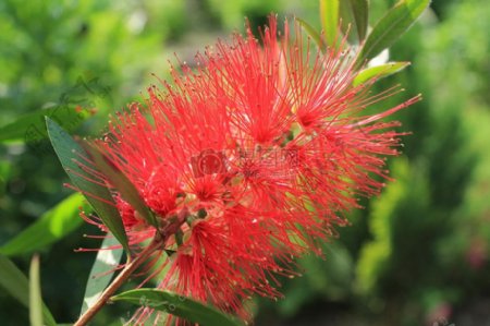 自然的红色植物
