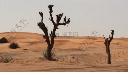 沙漠里的树木