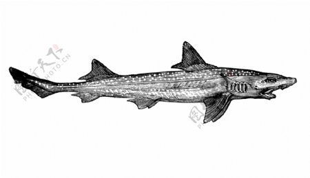 素描海洋动物鲨鱼