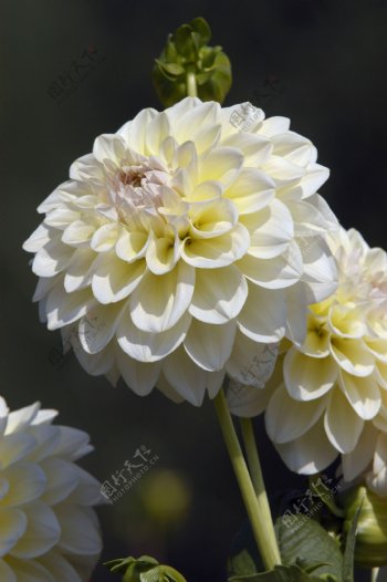 白色花朵摄影图片