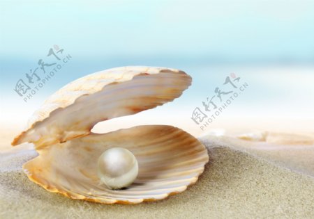 沙滩与贝壳珍珠图片
