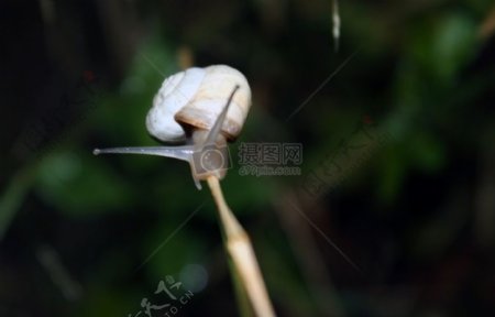 小草上的蜗牛