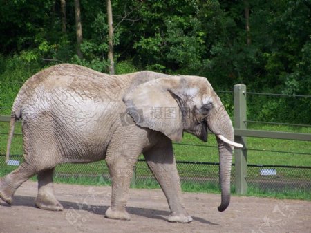 正在走着的大象