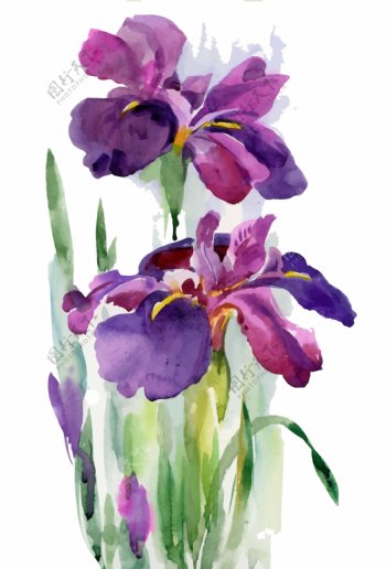 紫色花朵装饰花朵水彩手绘矢量文件