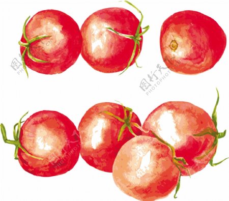 手绘水彩红色西红柿矢量素材