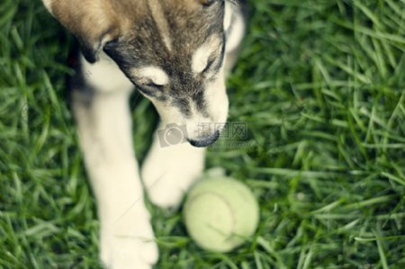 一只玩球的小狗