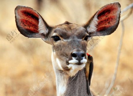 竖起耳朵的小鹿