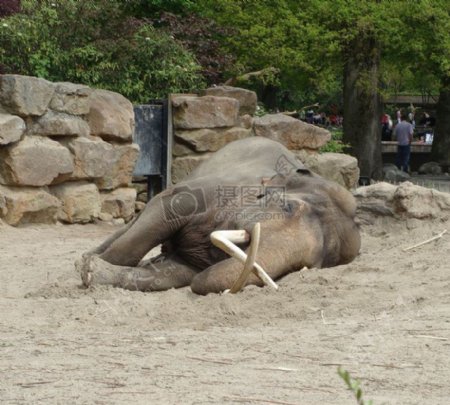 躺在地上的大象