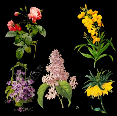 植物花卉图案