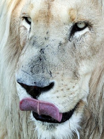 吐舌头的狮子