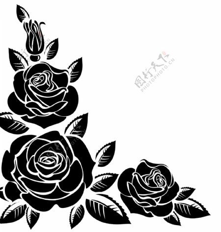 黑白玫瑰花