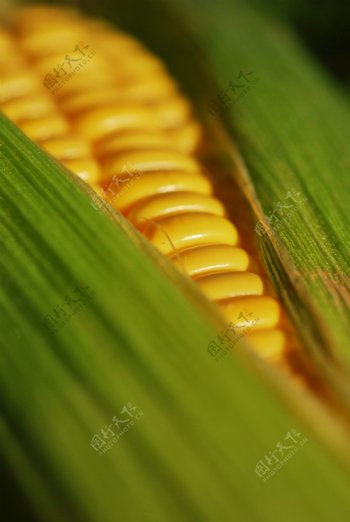 玉米皮包裹下的金色玉米图片