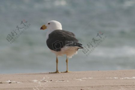 海滩上的小鸟
