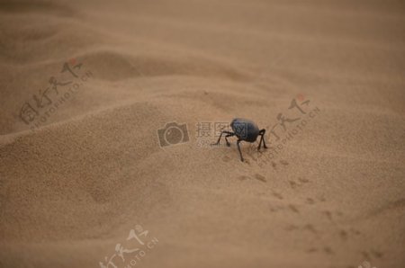 沙漠里的甲虫