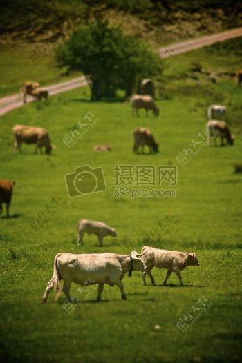 草原上的一群牛