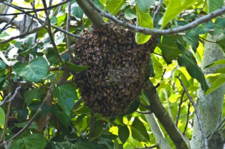 蜜蜂蜂巢隔壁