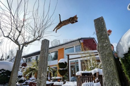 孟加拉猫跳在白雪皑皑的花园里