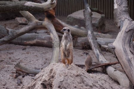 猫鼬在诺斯利野生动物园
