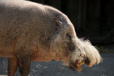 在婆罗洲胡子猪