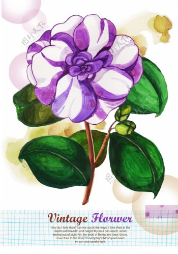 韩式小清新手绘紫色白色花