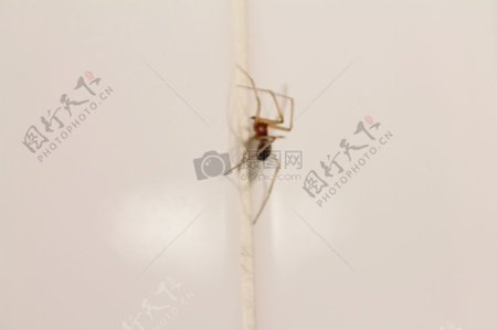 蜘蛛在浴室的墙上