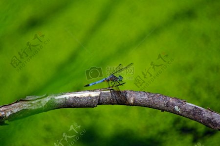 东部的池塘鹰蜻蜓