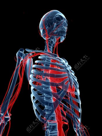 人体骨骼和血管图片