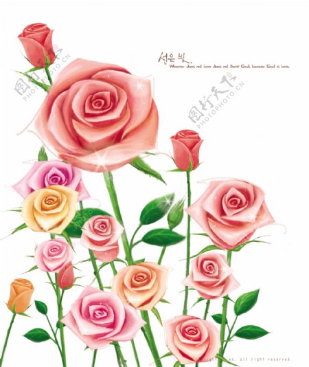 红色玫瑰花朵近景特写PSD分层素材