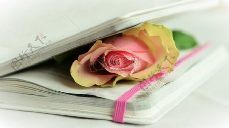 书中的粉红玫瑰