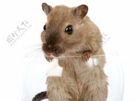 葡萄酒杯宠物鼠的概念照片