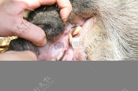 女性女士猪牙动物牙医图像