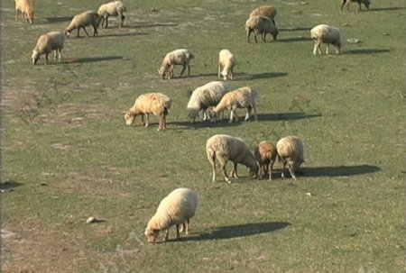 阿塞拜疆将从羊股票视频视频免费下载