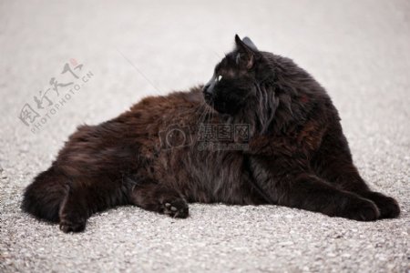 趴在地上的黑猫
