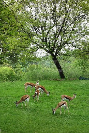 草地上吃草的羚羊