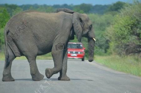 公路上的大象