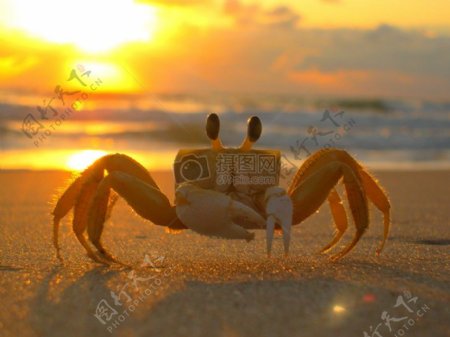 夕阳下的螃蟹