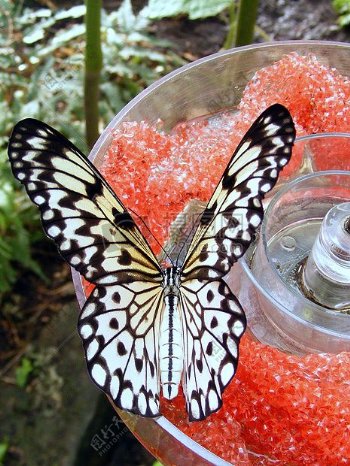 落在玻璃碗上的蝴蝶