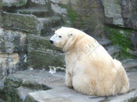 坐在石头上的北极熊