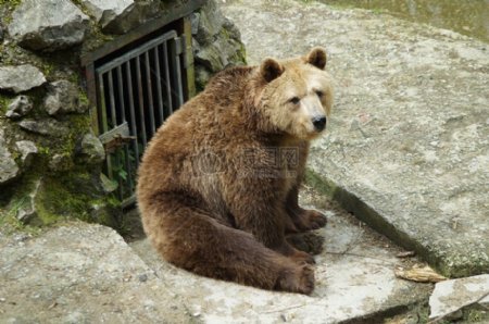坐等食物送来的熊