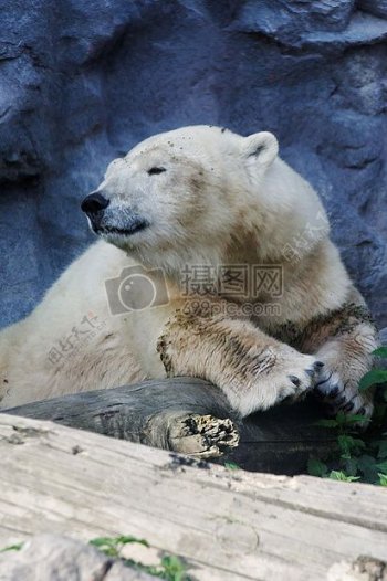 憨厚的北极熊